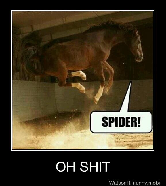 Funny photo captions horse jumping sees spider