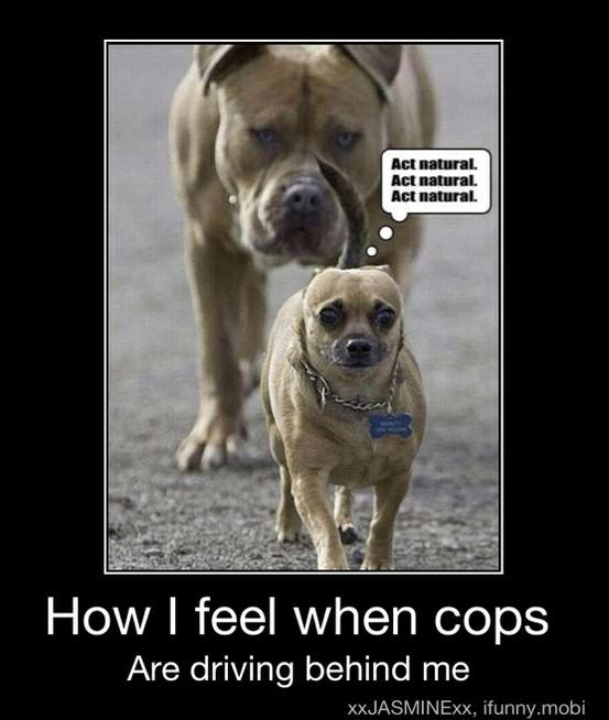 Funny photo captions little dog followed by big dog