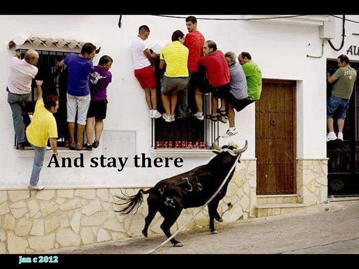 Funny photo loose bull people climb on windows