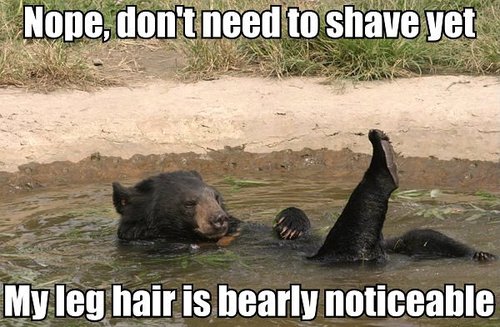 Humorous photo funny caption bear doesn't need to shave legs