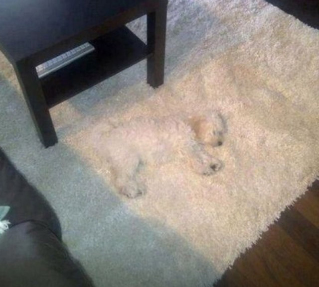opticalusions-dog-blending-into-carpet