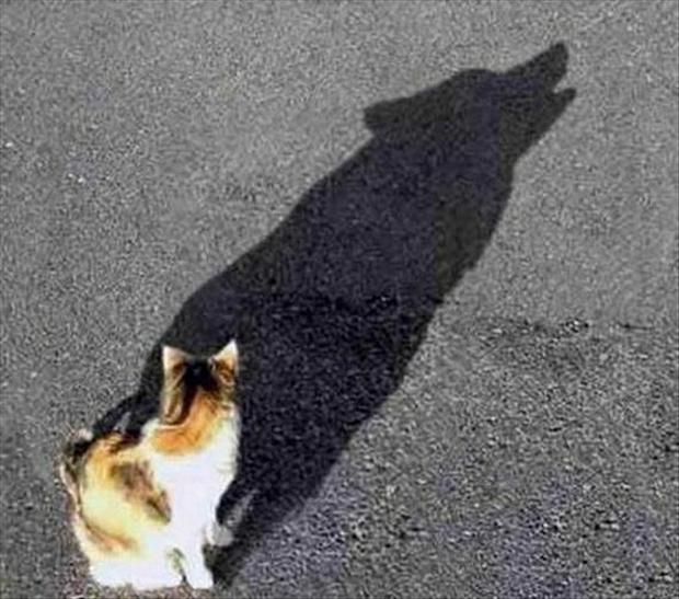 perfectly-timed-pictures-double-take-illusion-cat-shadow