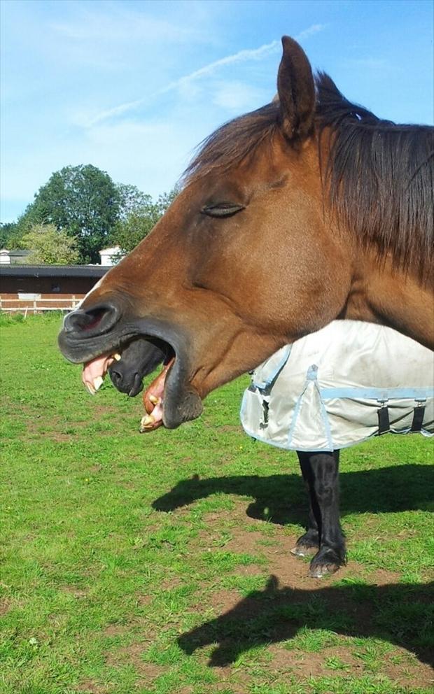 perfectly-timed-pictures-horse-mouths