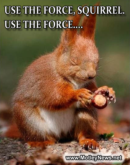 Picture with funny caption squirrel and nut Use the force