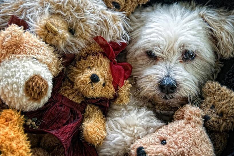 where's the dog
