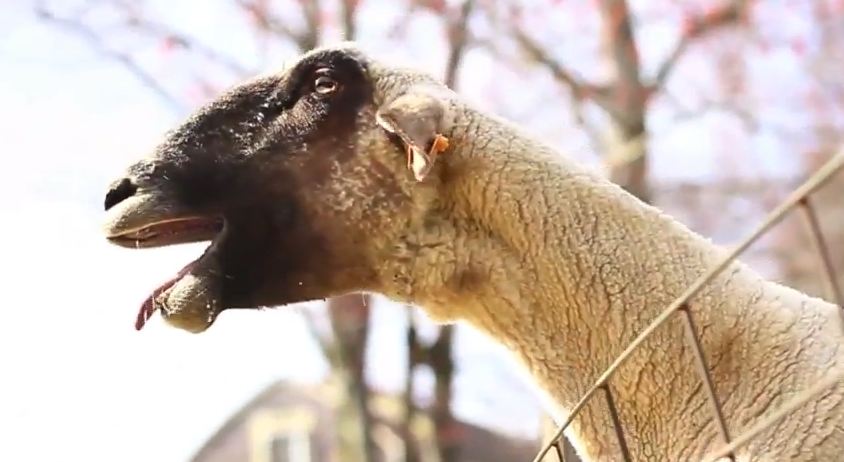 Goats Yelling Like Humans - Super Cut Compilation - YouTube