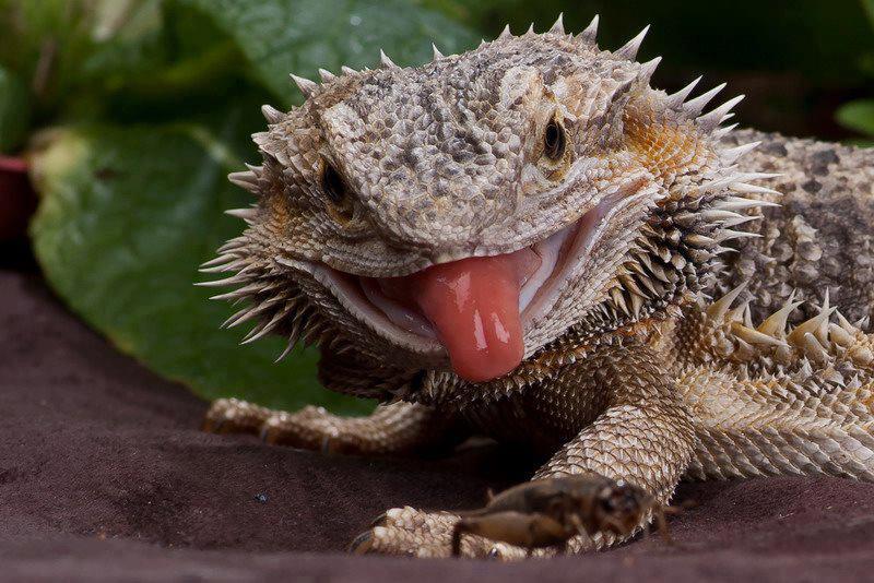 Bearded dragon
