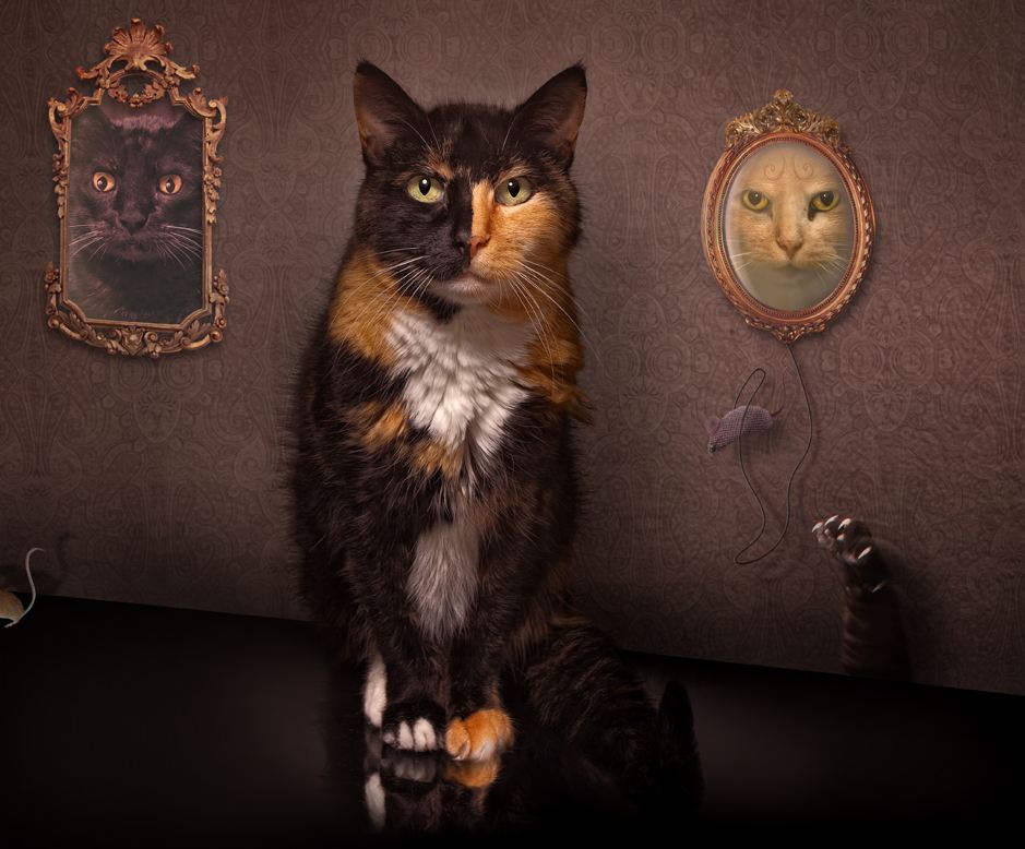 Cat is blend of mother and father