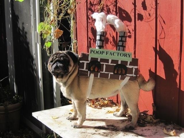 dog costume poop factory