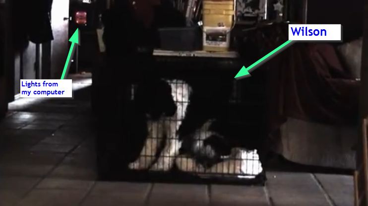 Dog making sounds like a squeaky toy - screenshot