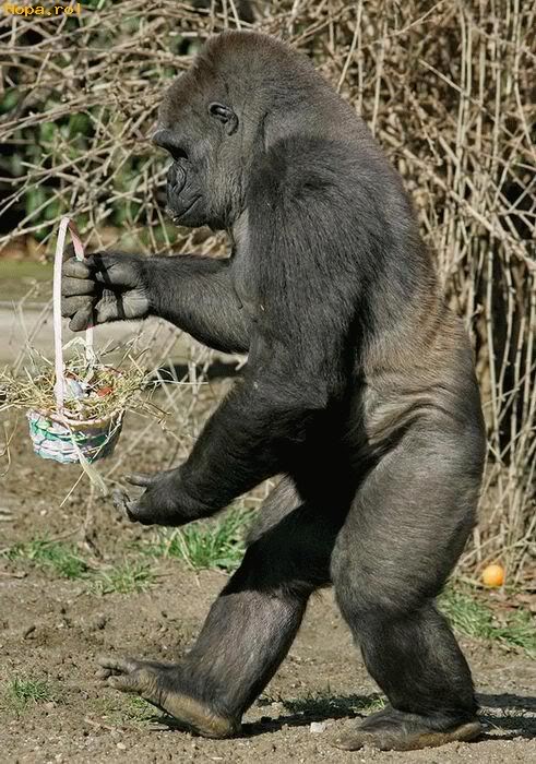 easter humor gorilla easter basket