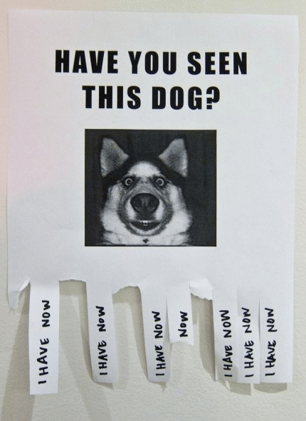 have you seen this dog sign funny husky face