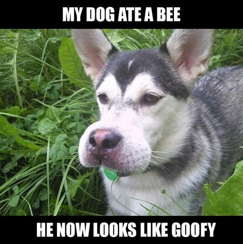 Husky ate a bee looks like Goofy