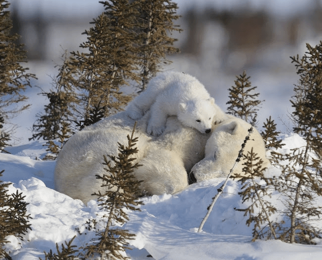 Mother polar bear and her cub