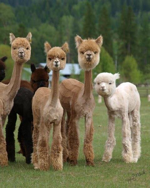 shave alpacas