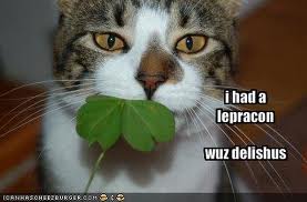 st patrick funny image caption cat eat a leprachaun