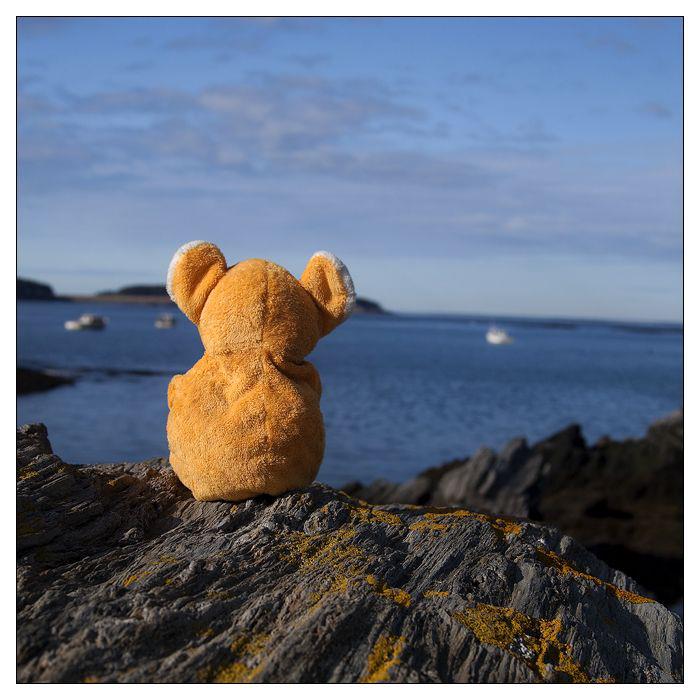 Teddy Bear reminiscing on cliffline by ocean