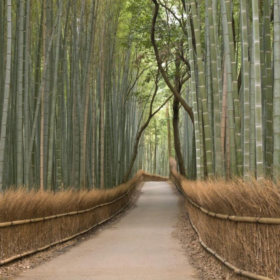 Bamboo Grove, Kyoto