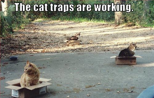 cat traps are working
