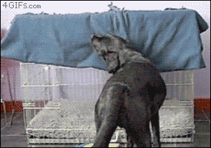 dog animated gif covering self with blanket in crate