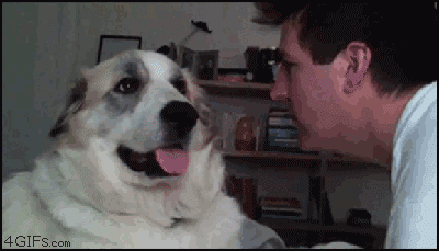 dog animated gif dog slapping man