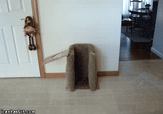 dog animated gif setting up feeding station