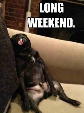 exhausted dog long weekend Funny dog photo with captions
