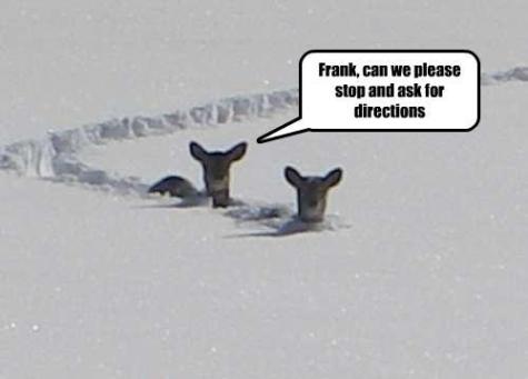 Funny animal photos captions 03