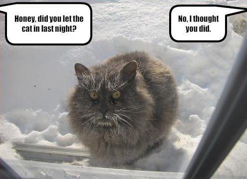 Funny animal photos captions 11