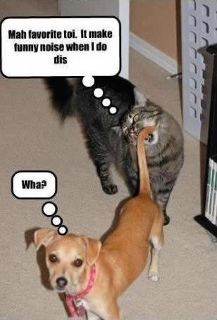 funny cat dog photo caption cat bite dog tail