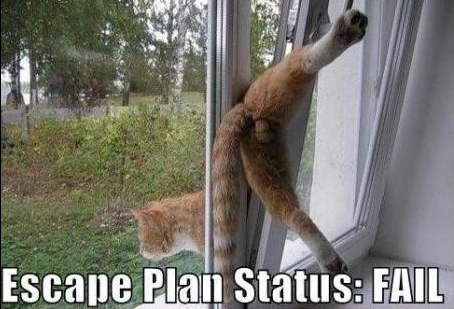 funny cat photo caught in window during escape