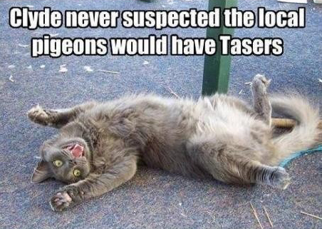 funny cat photocat tazered by birds