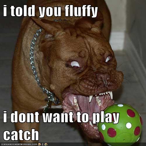 Funny dog photo caption don't want to play catch