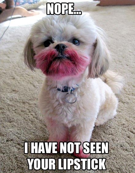 funny dog photo caption havent seen lipstick