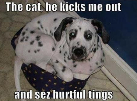 funny dog photo dalmation feelings hurt by cat