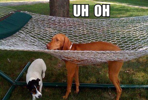 funny dog photo visla stuck in hammock