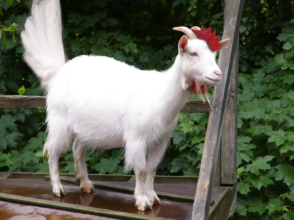 goat that thinks its a chicken