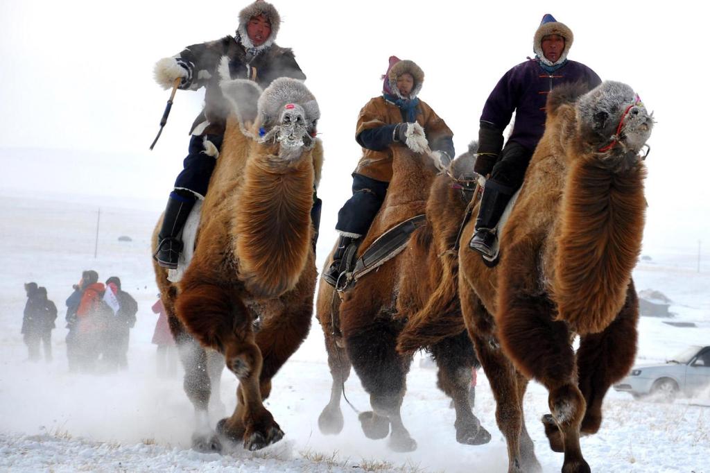 Mongolian tribesmen take part in a camel race