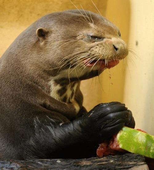 otter making face eating watermelon