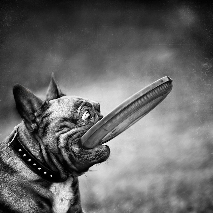 Pug with frisbee in mouth