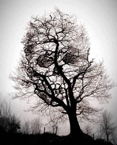 skull in the tree optical illusion