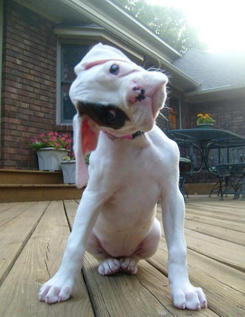 boxer pup tilting head sideways