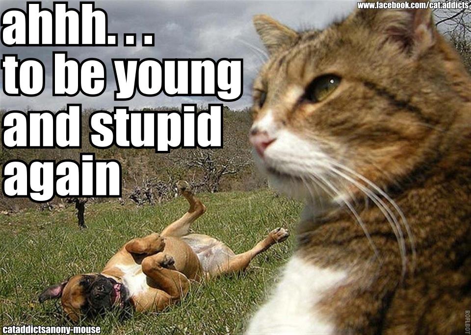 cat calling dog young and stupid