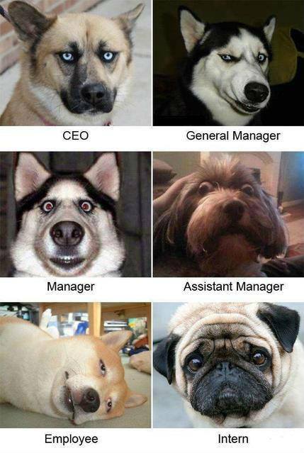 dog faces job titles