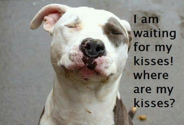 dog waiting for kisses