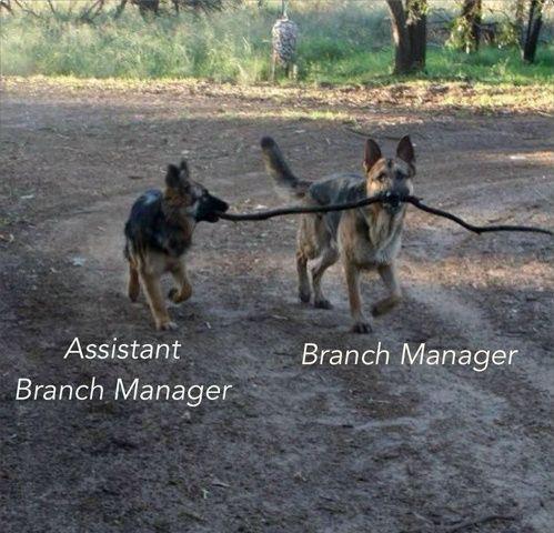 dogs branch managers