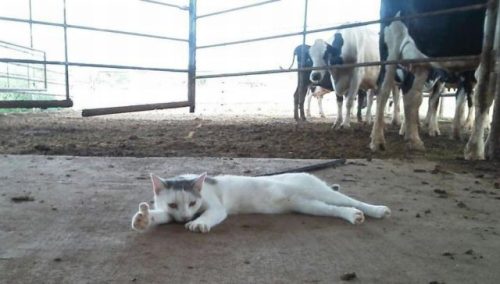 funny-animals-pets-29