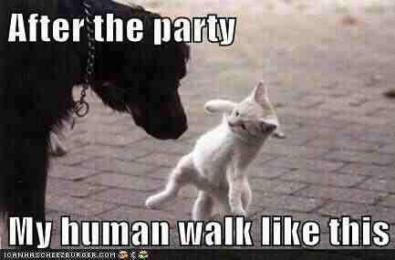 Funny dog and cat photo caption after the party my human walk like this