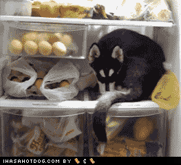 funny-dog-pictures-goggie-gif-snack-time-or-nap-time