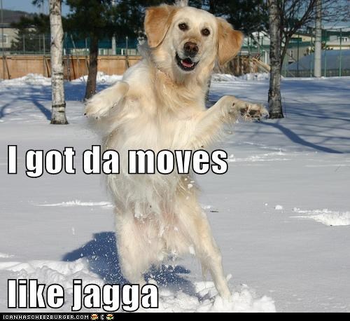 funny-dog-pictures-i-has-a-hotdog-moves-like-jagga